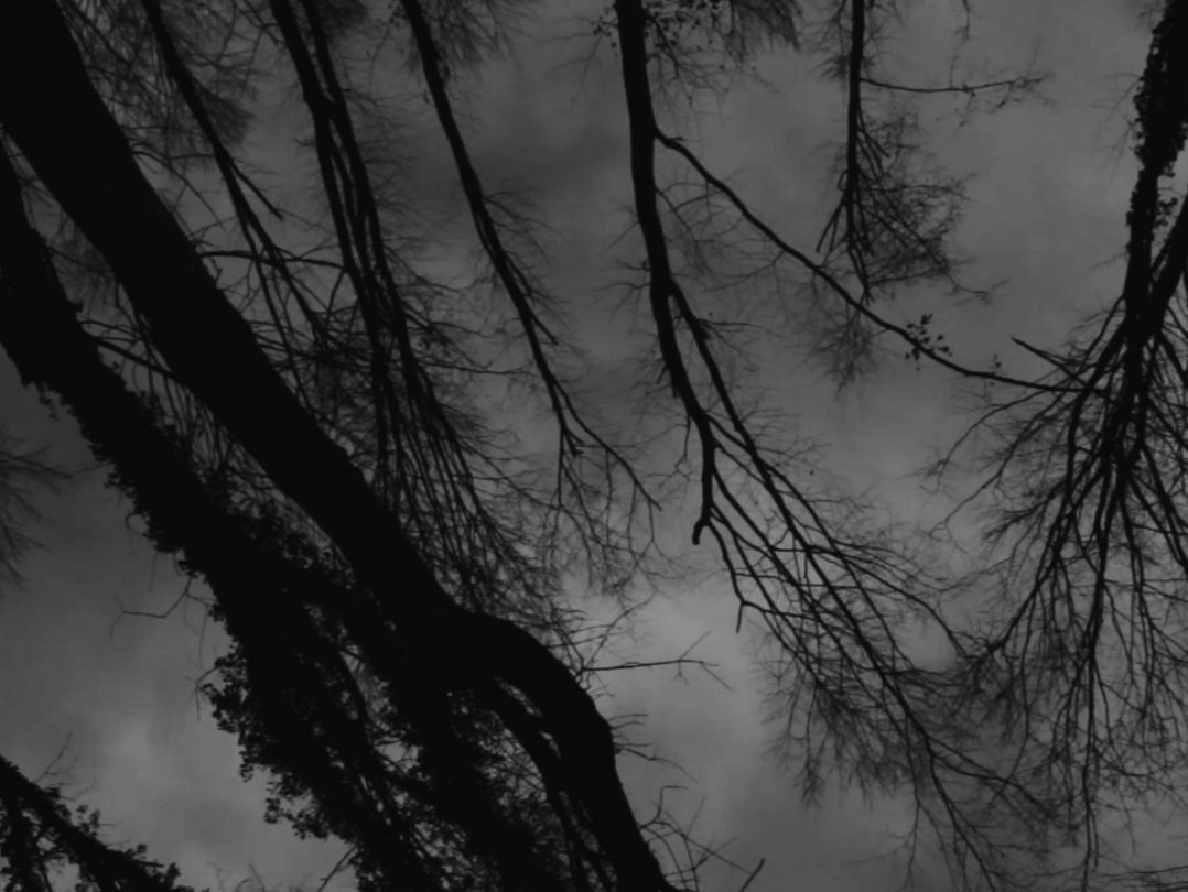 Logs — Bosnia and Herzegovina, 2016. Still by Aid Besic